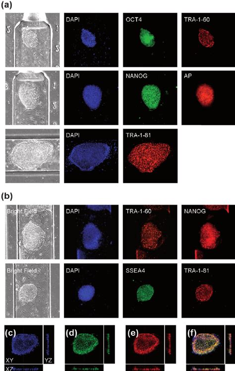 On Chip Immunocytochemistry To Confirm Hesc Pluripotency Bright Field