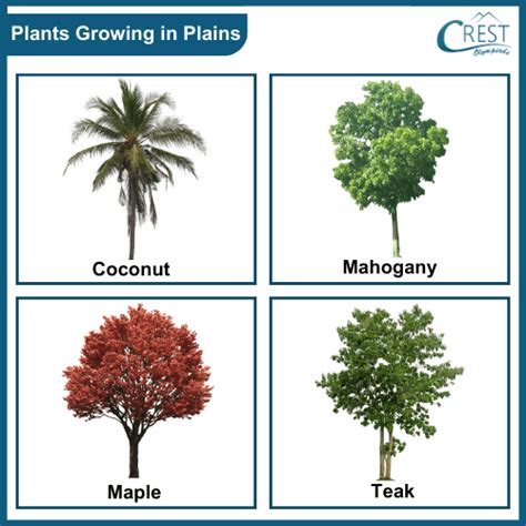 Habitats and Adaptations of Plants Class 5 Notes | Science Olympiad