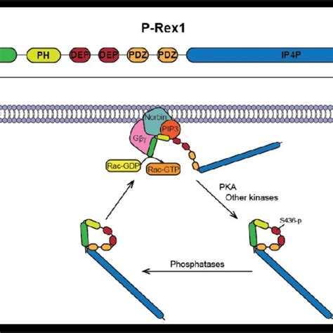 Regulation Of P Rex1 Activity A Domain Structure Of P Rex1 Showing