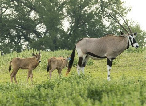 Gemsbok - Fossil Rim Wildlife Center