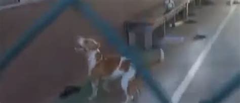 Pitbull invade quadra de escola e ataca estudante no Pará Gazeta