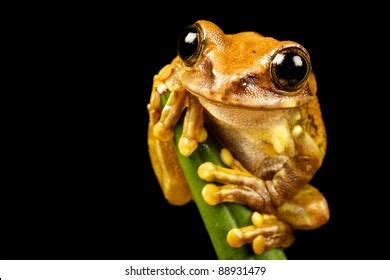 309 Peacock Tree Frog Images, Stock Photos & Vectors | Shutterstock