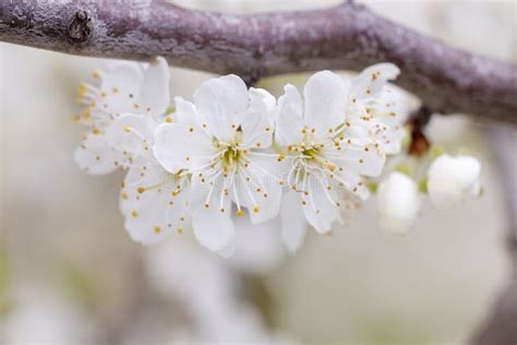 Yellow plum tree in bloom stock photo. Image of branch - 114839908