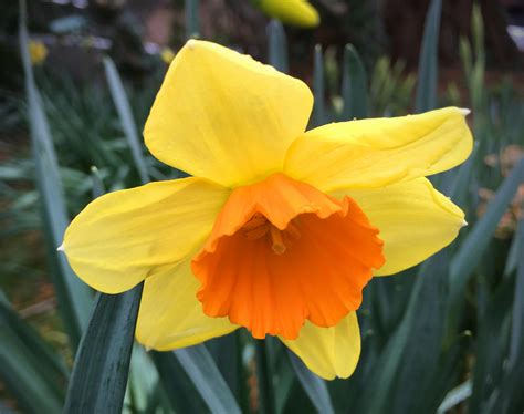 Spring Cheer Daffodil Flower Kent Countryside Snapshotography Flickr