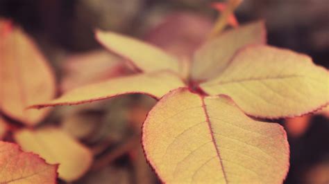 Wallpaper Sunlight Leaves Nature Red Plants Yellow Autumn Leaf