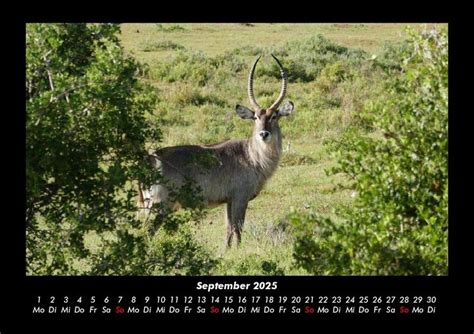 Tierkalender Fotokalender Din A Eisb Ren Pinguine