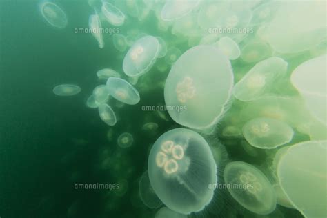 Blooming Moon Jellyfish Aurelia Aurita Pond Island In Kelp Bay