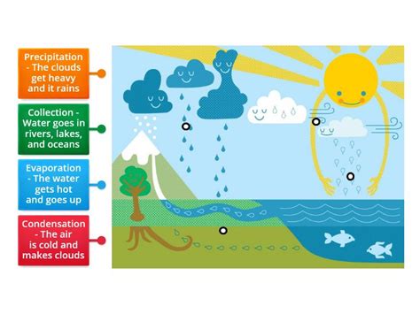 The Water Cycle - Labelled diagram