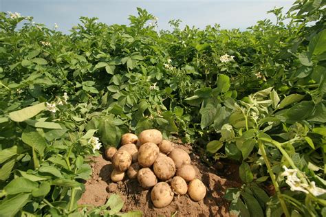 Agosto e setembro são os meses propícios para plantação de batatas Gazeta