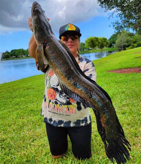 Bullseye Florida Snakehead Coastal Angler The Angler Magazine