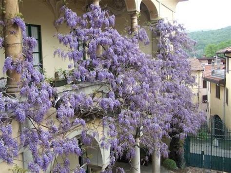 I Fiori Del Glicine Pi Grande D Europa Varesenews Foto