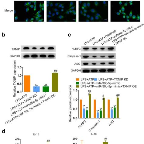 Mir C P Inhibited Lps Induced Pyroptosis Via Regulating Txnip