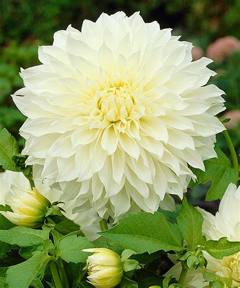 Bloomsz Worlds Largest Dahlia Fleurel Bulb Set Of Three Dahlia