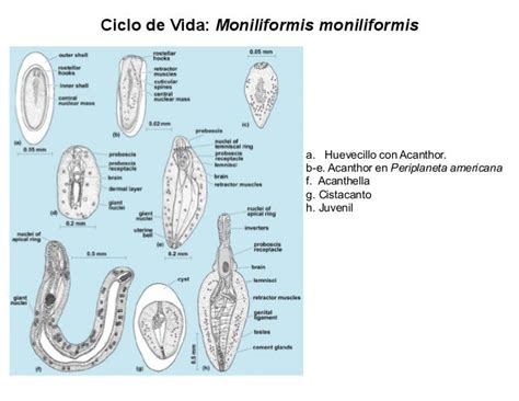 acanthocephala diversity