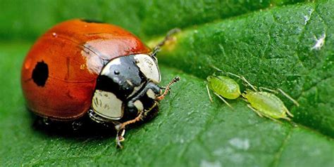 Insectos Depredadores Para El Control Biológico De Plagas Futurcrop