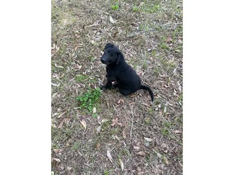 5 German Sheprador puppies Available in Winston-Salem - Puppies for Sale Near Me