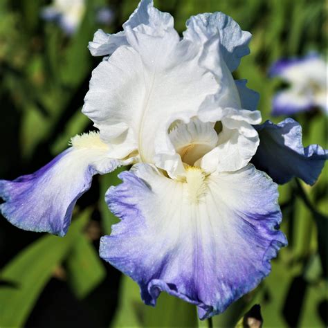 Reblooming Bearded Iris Clarence | Fragrant Blue Reblooming Bearded ...