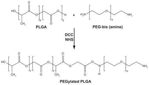 Synthesis Of Pegylated Plga Copolymer Abbreviations Peg