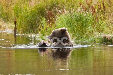 Brown Grizzly Bear Eating Salmon In Alaska Stock Photo | Royalty-Free ...