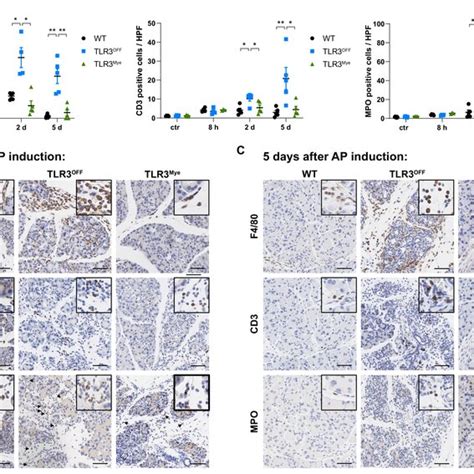 Characterization Of The Immune Cell Infiltrate 2 Days And 5 Days After