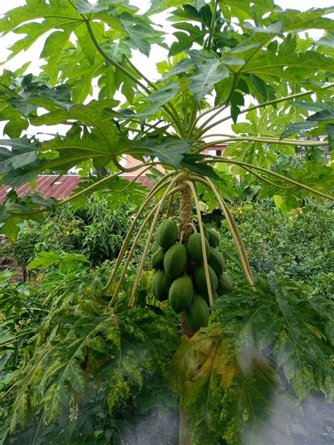 Exploring The Benefits Of Paw Paw Farming And Its Health Rewards