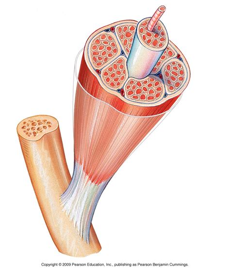 Anatomy 202 Skeletal Muscle Diagram Quizlet