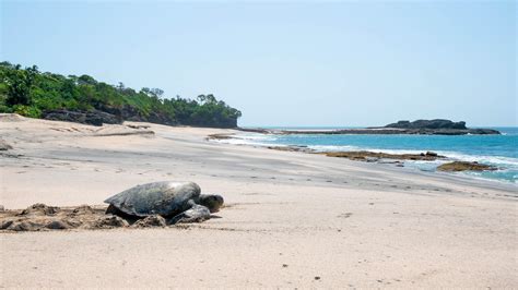 Tracking Turtles To Protect Panama S Pearl Islands Campaign