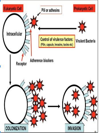 BACTERIAL PATHOGENESIS Flashcards Quizlet