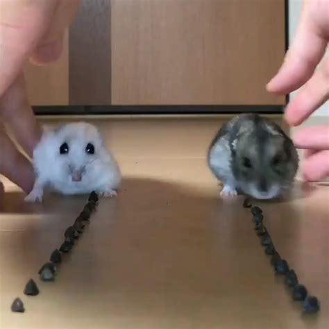 Hamster Race : r/AnimalsBeingDerps