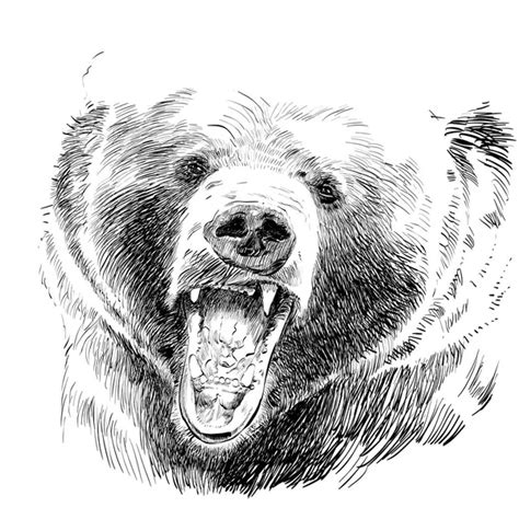 Grizzly Bear Drawing Roar