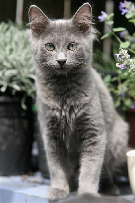 Nebelung Cat Breed Profile | Litter-Robot