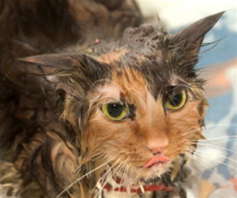 15 Hilarious Pictures of Wet Cats