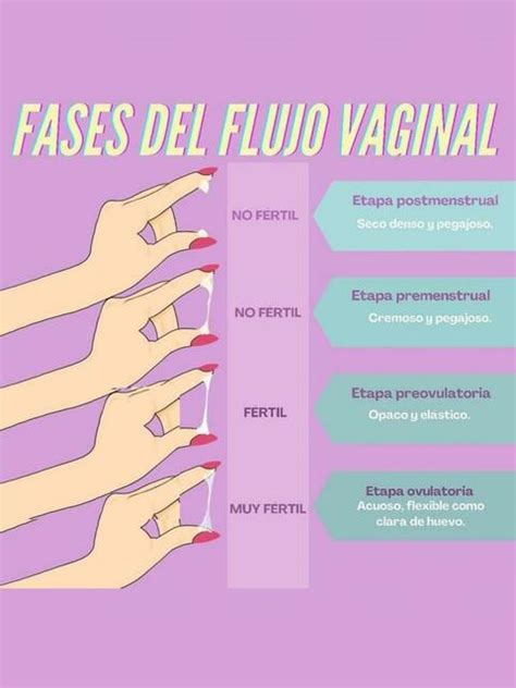 Fases Del Flujo Vaginal Udocz The Best Porn Website