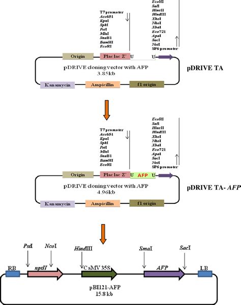 Figure 41 From Chapter 4 Tobacco And Tomato Tissue Culture Gene