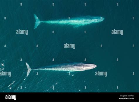 Twi Blue Whales Balaenoptera Musculus Surfacing Aerial Shot Baja California Mexico Stock