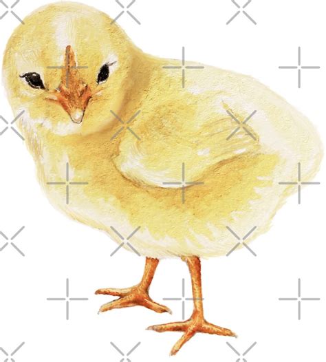 Watercolor Easter Chick Fluffy Yellow Baby Chicken Stickers By