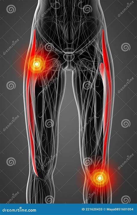 3d Rendering Illustration Of The Tensor Fascia Lata Stock Illustration Illustration Of Body