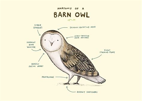 Anatomy Of A Barn Owl Poster By Sophie Corrigan Displate