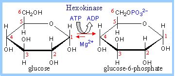 Glycolysis and Fermentation