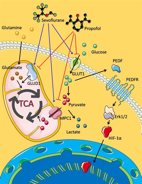 The Molecular Interactions In Ovarian Cancer Cells After Anesthetic