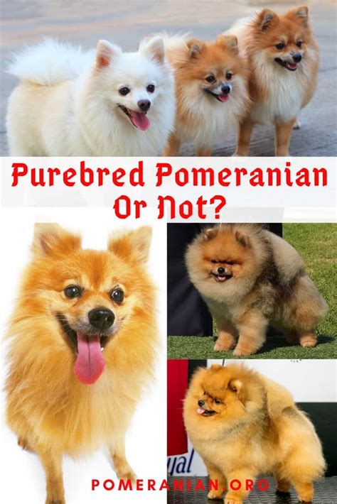 Cómo saber si tu perro es un pomerania de pura raza mipomerania store