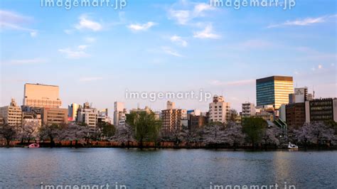 東京都台東区 春の上野公園 不忍池の夕暮れの写真素材 204605591 イメージマート