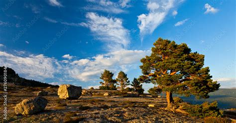 PINO SILVESTRE Pinus Sylvestris Laguna Negra Y Los Circos Glaciares