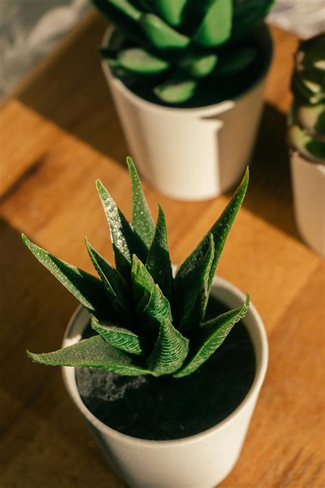 Potted Cactus · Free Stock Photo