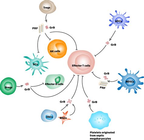 Frontiers Interaction Networks Converging On Immunosuppressive Roles