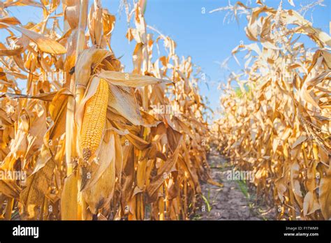 Harvest Ready Maize Ear On Stalk In Cultivated Corn Field Close Up