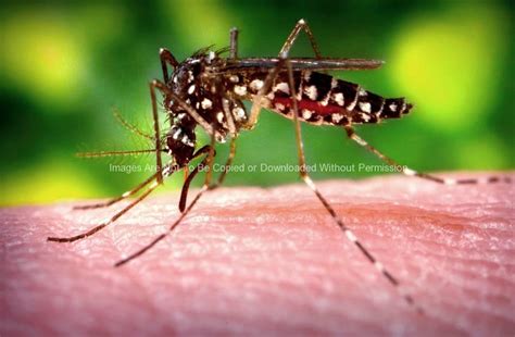 Female Aedes Aegypti Mosquito Stock Photo - B. Thomas Photo Research