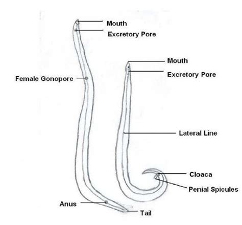 Schematic Diagram Of Ascaris Lumbricoides The Life Cycle Of