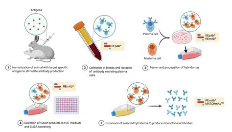 DNA Sequencing vs Next Generation Protein Sequencing - Rapid Novor