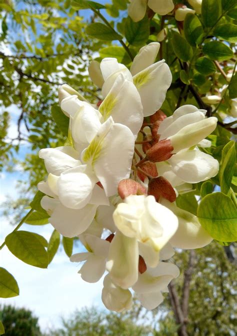 Tree Identification Robinia Pseudoacacia Black Locust